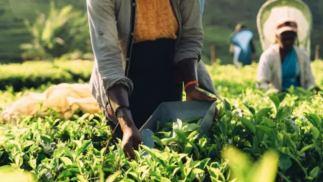 Trabajadora recogiendo hojas de té en una plantación en Sri Lanka