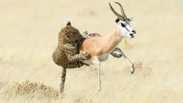 Wim van den Heever/naturepl.com