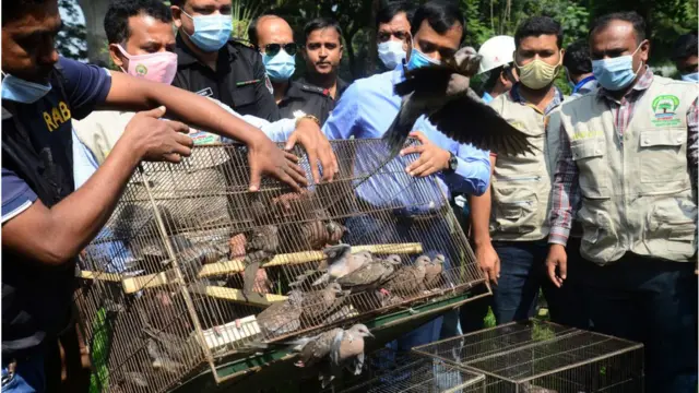 রাজধানী ঢাকায় অবৈধ পাখি ব্যবসায়ীদের আটকের পর বন্য পাখি অবমুক্ত করা হচ্ছে।
