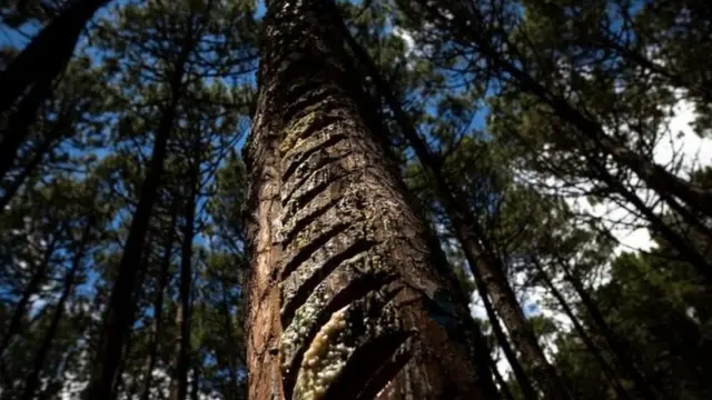 ਚੀੜ ਰੇਜ਼ਿਨ