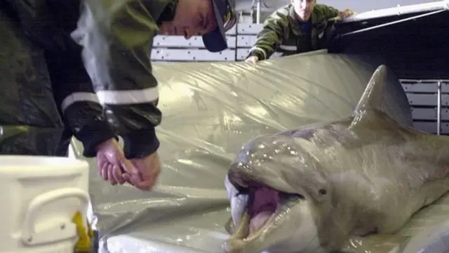 हाल के वक़्त में अमरीकी नोसैना ने अपने अभियानों में डॉलफिन का इस्तेमाल किया है.