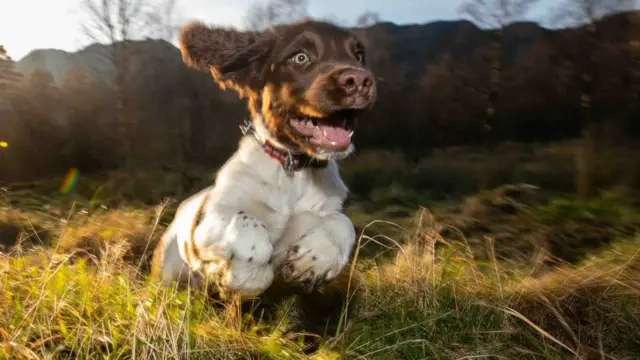 Harry as a puppy running