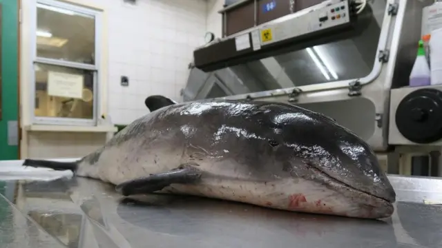 أحد الدلافين بانتظار عملية تشريح تفصيلي