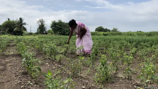 सुनंदा मांदळे