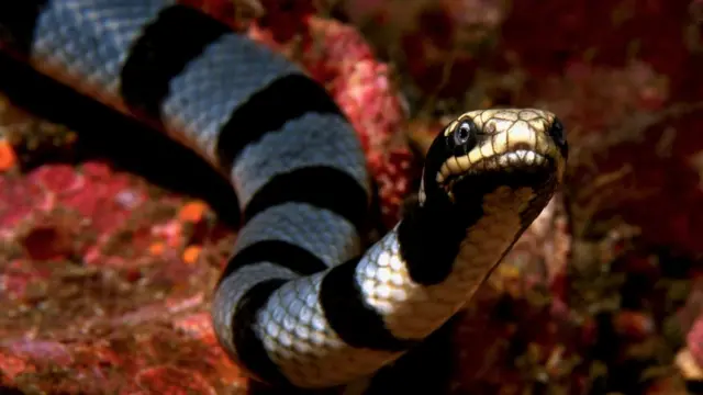 সামুদ্রিক কেউটে