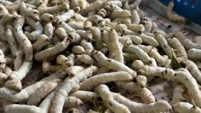 ਰੇਸ਼ਮ ਦੇ ਕੀੜੇ