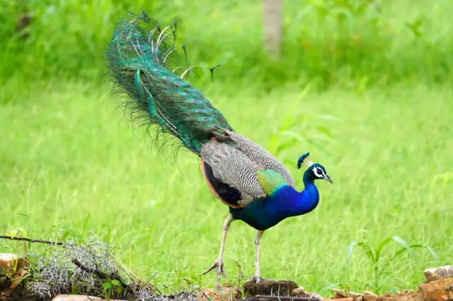 தமிழகத்தில் 6 மடங்கு அதிகரித்த மயில்கள்