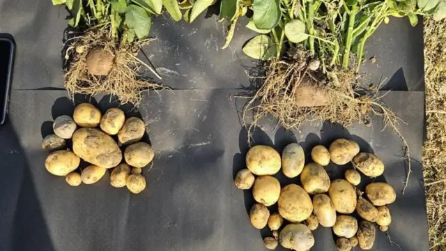 યુરિયા, નેનો યુરિયા, સુપર નેનો યુરિયા, નેનો યુરિયા પ્લસ કેટલા ઉપયોગી, ઇફ્કો દિલીપ સંઘાણી, મનસુખ માંડવિયા, બીબીસી ગુજરાતી, બીબીસી ન્યૂઝ ગુજરાતી