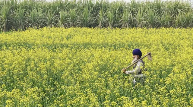 ਖੇਤੀਬਾੜੀ