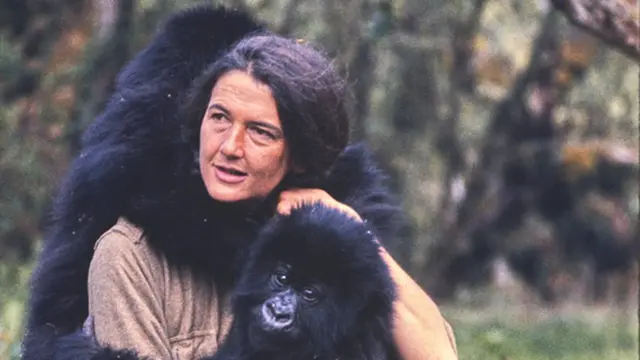 Dian Fossey mu 1969, yambaye ishati ya khaki ryegereye ibara rya beige, ari hanze mu ishyamba. Ingagi ebyiri nto z’impfubyi, Coco na Pucker, zimuifasheho. Imwe ayifashe ayishyize ku gituza cye ireba kamera, mu gihe indi iri ku mugongo we imuzengurukijeho amaboko ku bitugu.