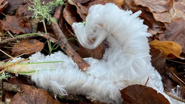 El hielo parece algodón de azúcar blanco. La formación se encuentra en el suelo sobre una capa de hojas marrones con pequeñas ramas rotas cubiertas de líquenes.