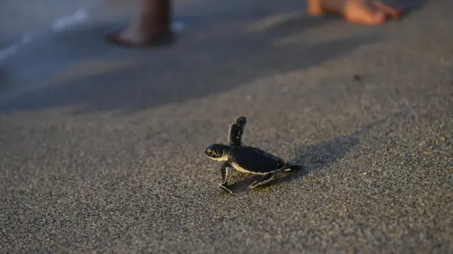Perdagangan penyu hijau di Bali