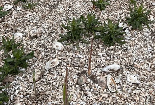 Земля, усыпанная ракушками, и растения на ней