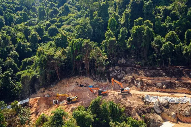 Buldoser berada di antara hutan.