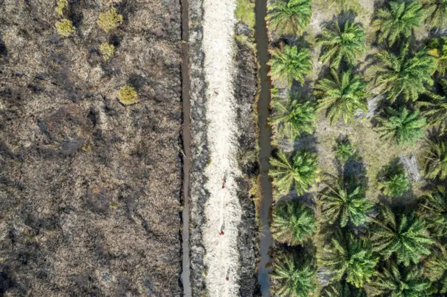 Foto udara petugas Manggala Agni Daops Sumatera XI Bukit Tempurung melakukan pendinginan di lahan terbakar di Pematang Lumut, Tanjung Jabung Barat, Jambi, Selasa (13/8/2024). 