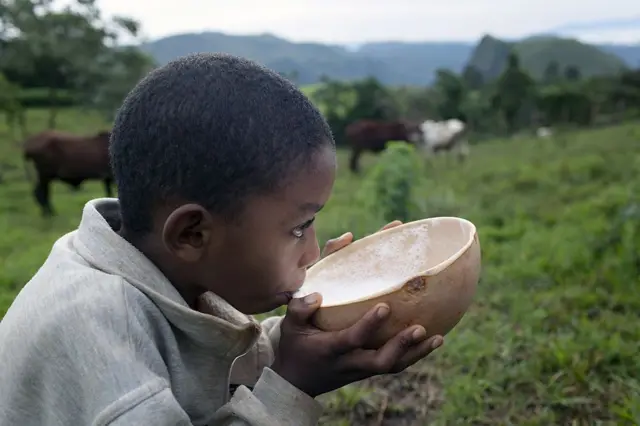 Un enfant africain buvant du lait de vache