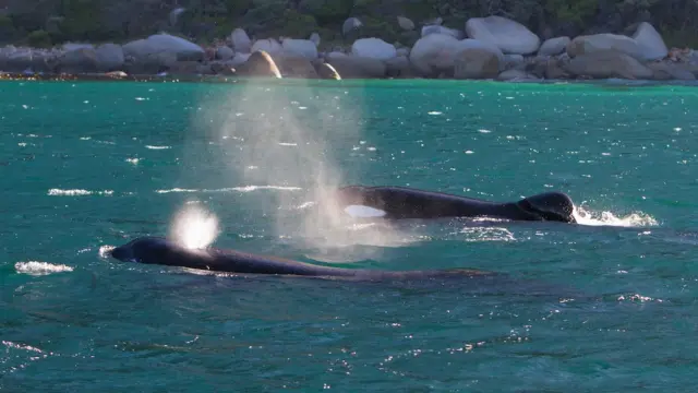 Port and Starboard, a pair of killer whales, on the hunt for fresh shark livers.