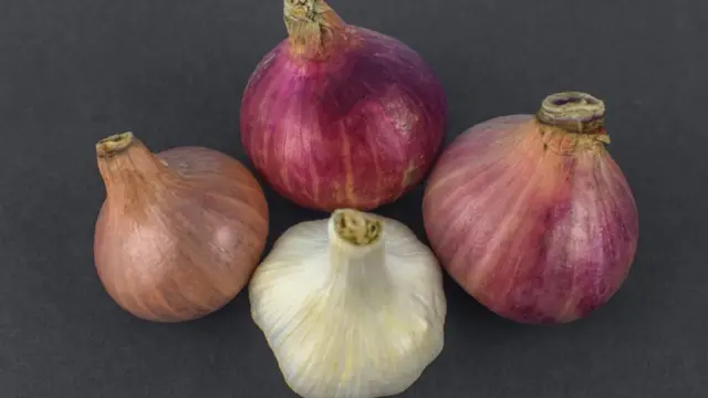 পেঁয়াজ