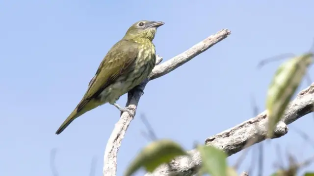 Uma araponga-da-Amazônia fêmea no galho