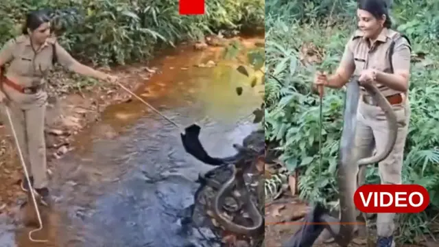 కేరళ, కింగ్ కోబ్రా, అటవీ శాఖ