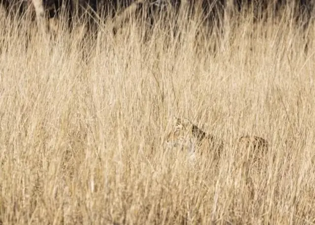 En tant qu'outil d'évolution, la détection de modèles est inestimable