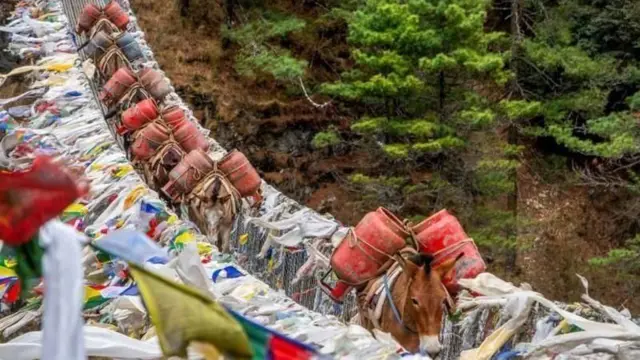 खच्चरबाट ग्यास ढुवानी गर्दै