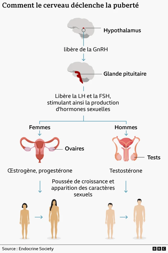 Cette infographie montre comment le cerveau déclenche la puberté, entraînant une augmentation de la production d'hormones sexuelles et le développement des caractères sexuels.