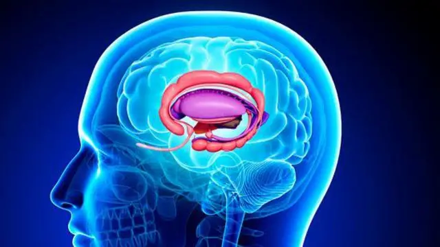 Ilustração anatômica do cérebro com destaque para o sistema límbico