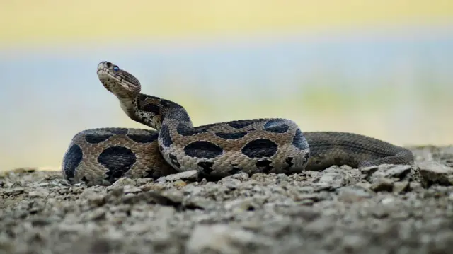 রাসেলস ভাইপার বা চন্দ্রবোড়া সাপ