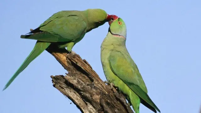 Burung parkit leher cincin