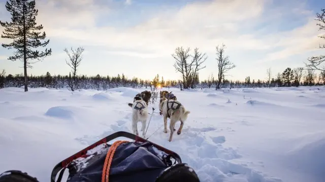 HUSKIES