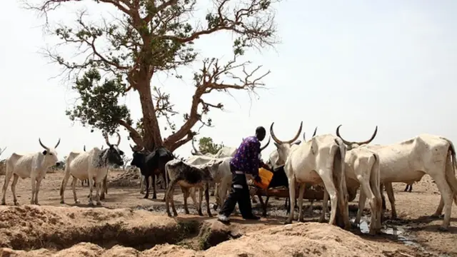 onye ọchịehị na ehi ya.