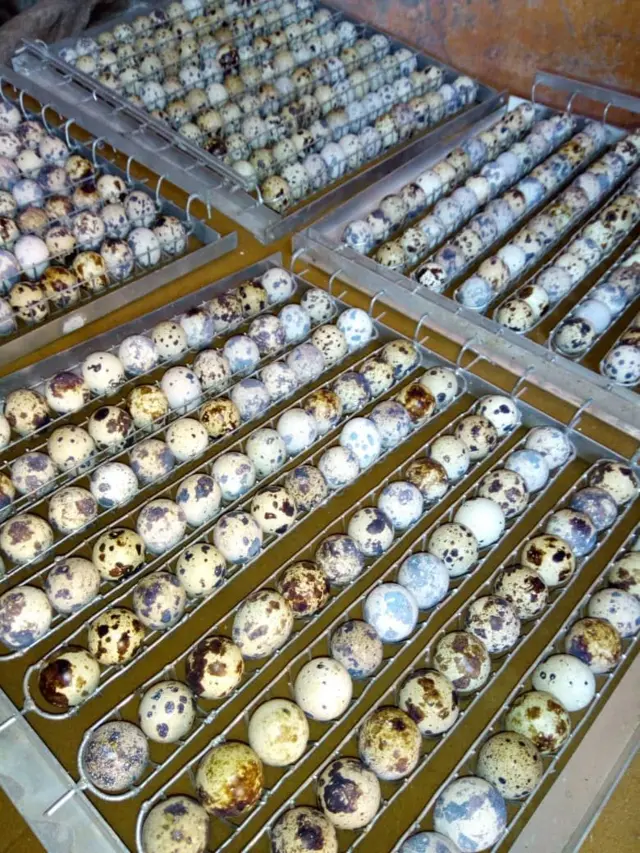 Des œufs de caille alignés sur des plateaux à la ferme "Belle campagne" au Togo