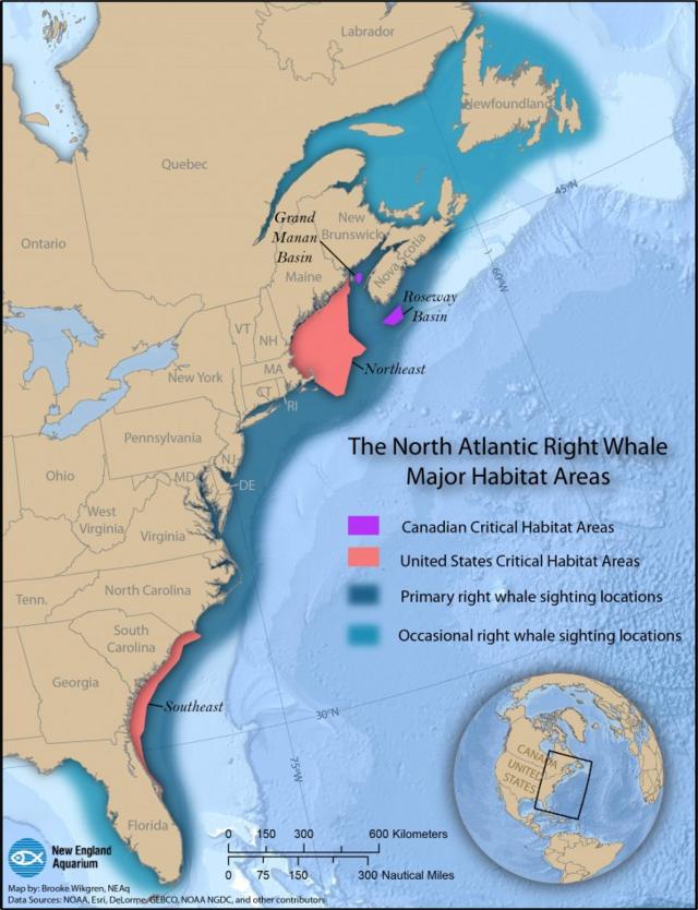 大西洋露脊鲸曾在美国佛罗里达州和佐治亚州附近的东南沿海水域出没，在加拿大的圣劳伦斯湾也有看到。