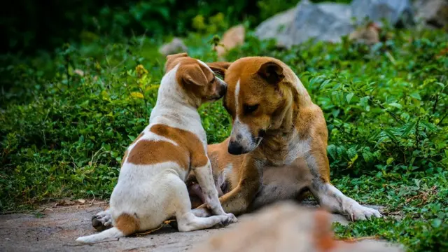 பாலாஜி கணேசன்