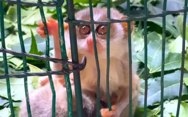 தேவாங்கு