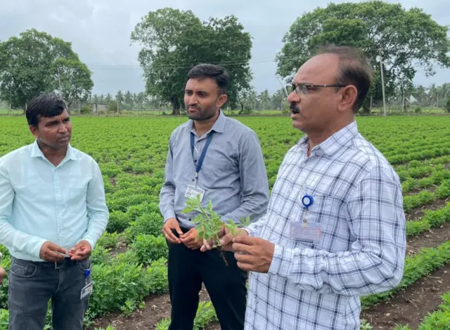 ગુજરાતી, ગુજરાત, મગફળી, મગફળીની નવી જાતો, મગફળીનું વાવેતર, ખેતી, ગુજરાતમાં વાવેતર વિસ્તાર, જૂનાગઢ કૃષિ યુનિવર્સિટી, મગફળીનું તેલ, સંકરણ, પરાગનયન, ફૂલ, મગફળીના ફૂલ, જૂનાગઢ, જૂનાગઢ કૃષિ યુનિવર્સિટી, ગિરનાર-૪ મગફળી, બીટી-૩૨ મગફળી, ૨૦-નંબર મગફળી, 39 નંબર મગફળી 