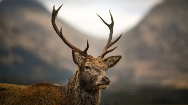 غزال بري بقرون كبيرة الحجم، الخلفية مشوشة لكن يبدو أن هناك جبال خلفه.