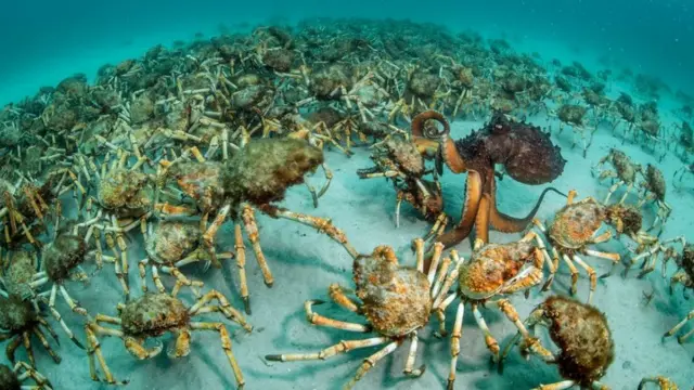 Justin Gilligan WPY fotoğrafı