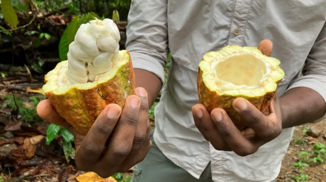 کلاڈیو کورلو اپنے چاکلیٹ بنانے کے عمل میں کوکو کے گودے – پھل کے اندر سفید گوئے – کا استعمال کرتے ہیں 