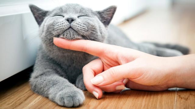 Почему нам важно знать всю правду о мурчании кошек - BBC News Русская служба