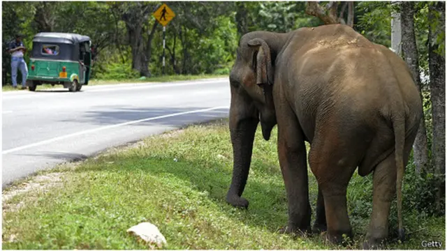 සංචාරකයන් මහමග අවට ඉතිරි කරන කසළ ආදියටත් හුරු වෙමින්