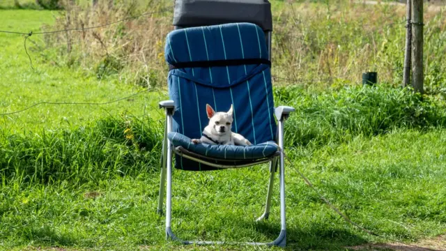 köpek