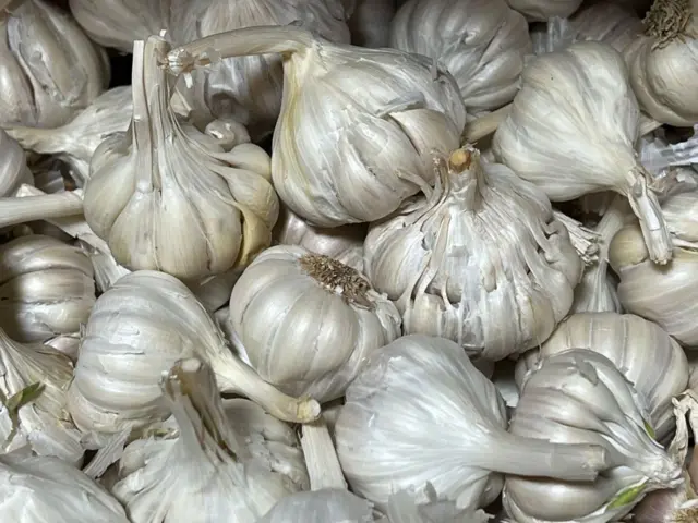 ગુજરાતમાં ચાઇનીઝ લસણનો વિરોધ, લસણ, રાજકોટ, ખેડૂતો
