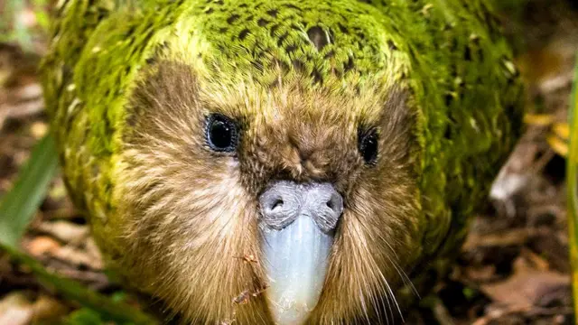 kakapo