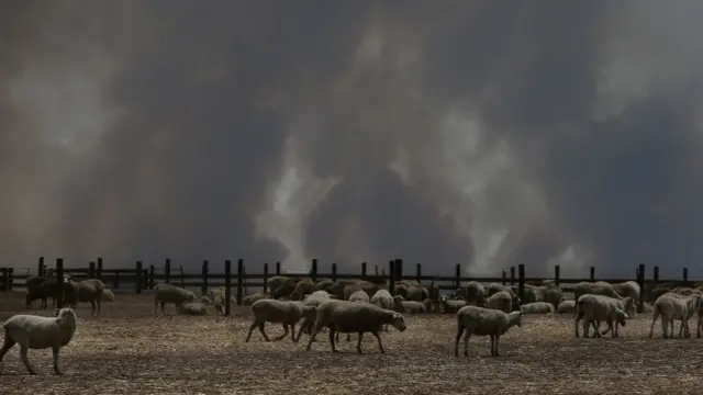 yangın önünde koyunlar