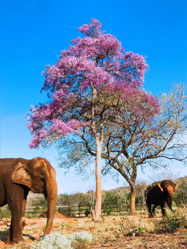 Guida (à frente) e Maia (atrás)
