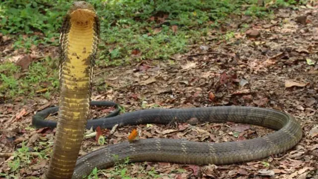 किंग कोबरा