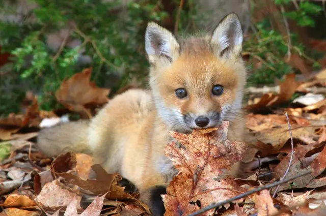 மைக்கேல் ஸ்டேபெர்ட்: "இந்த நரிக் குட்டி அதன் குகைக்கு வெளியே வந்திருந்தாலும் ஒரு இலைக்கு பின்னால் மறைக்க முயன்றதுபோல் தோன்றுகிறது. அந்த பருவத்தில் பிறந்த மூன்று குட்டிகளில் இதுவும் ஒன்று".