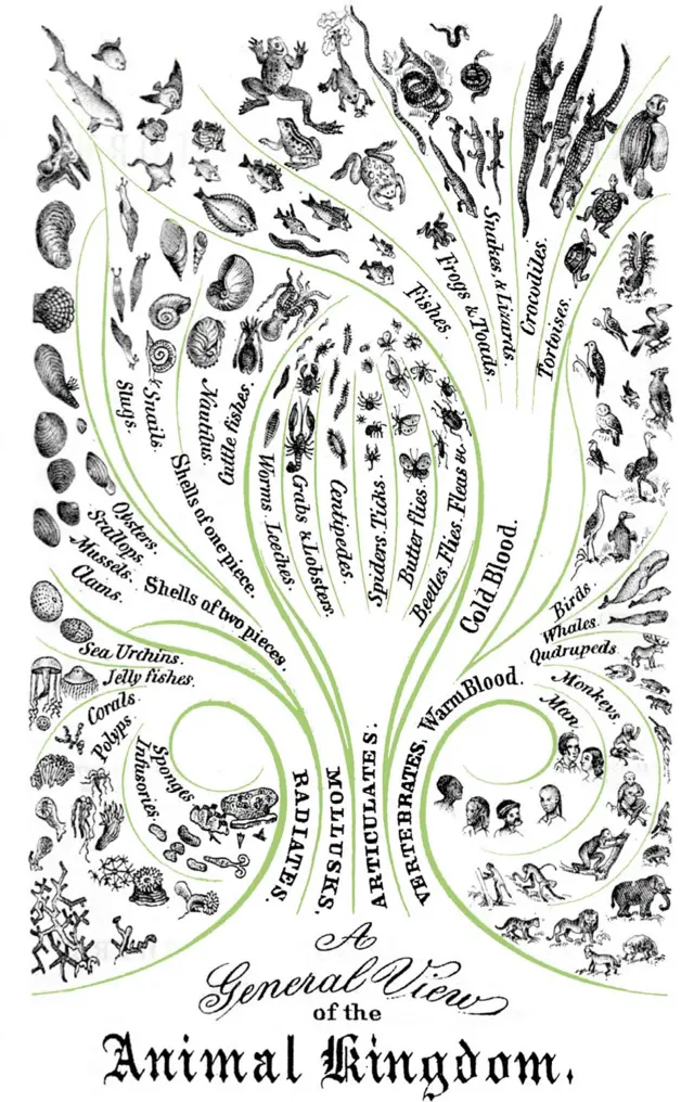 Una vista general del reino animal